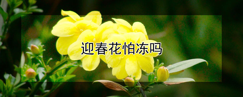 迎春花怕冻吗