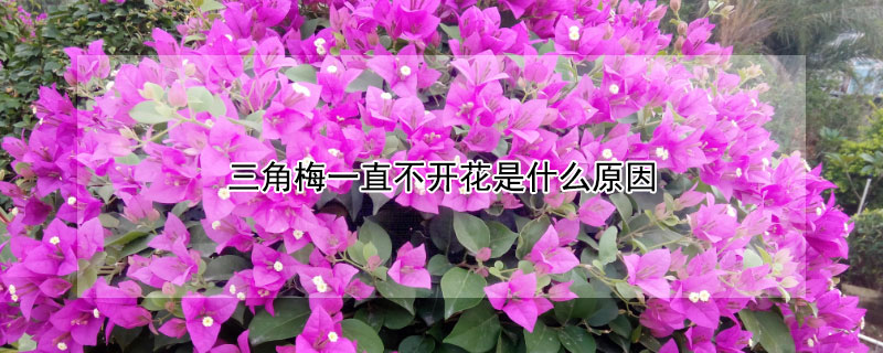 三角梅一直不开花是什么原因