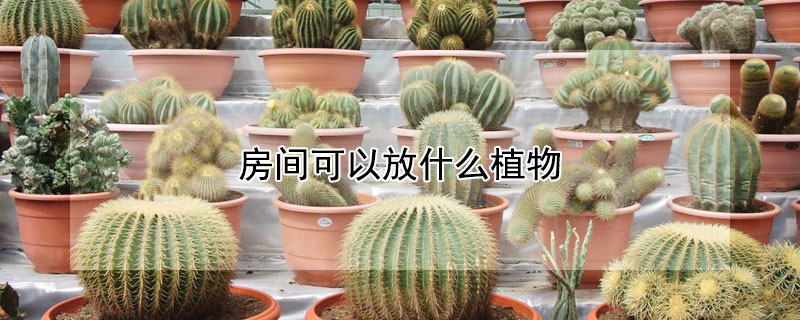 房间可以放什么植物