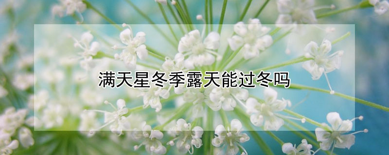 满天星冬季露天能过冬吗