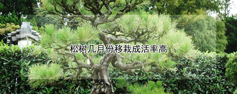 松树几月份移栽成活率高