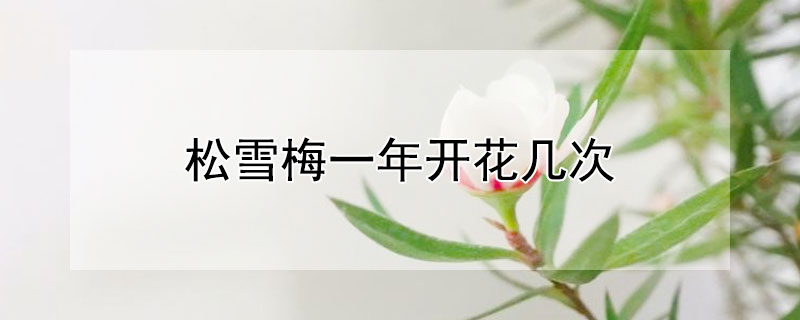 松雪梅一年开花几次