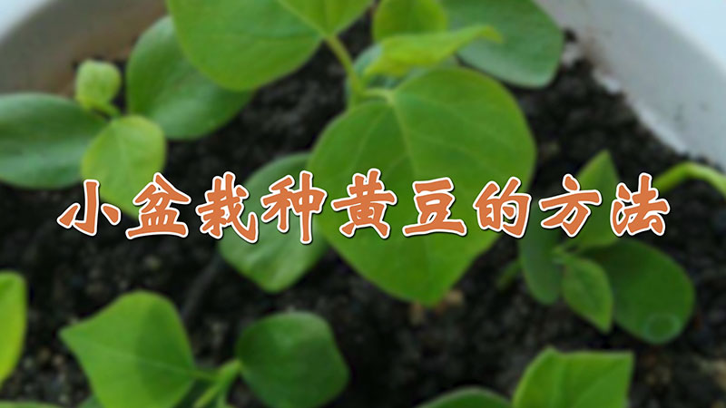小盆栽种黄豆的方法