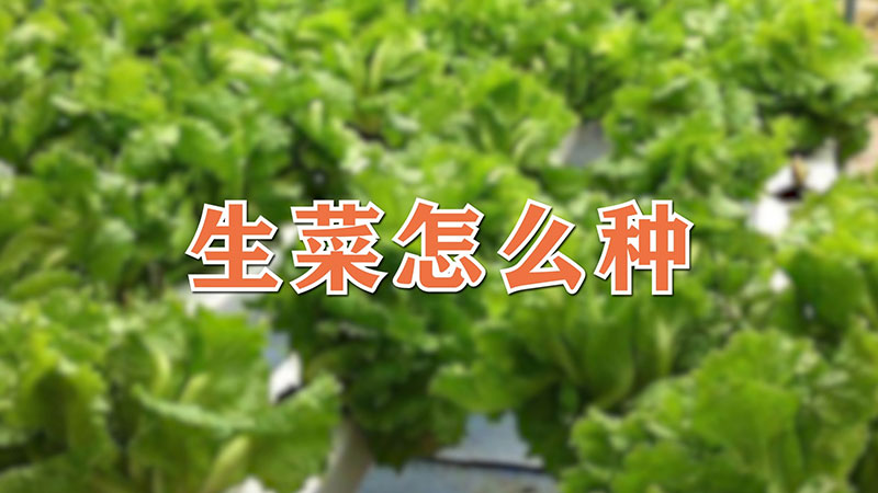 生菜怎么种