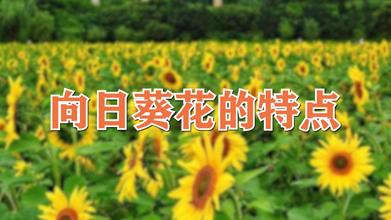 向日葵花的特点