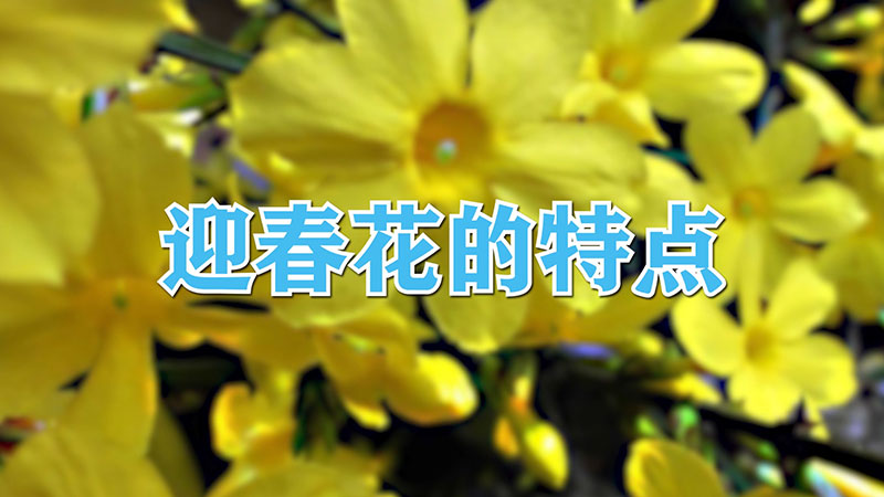 迎春花的特点