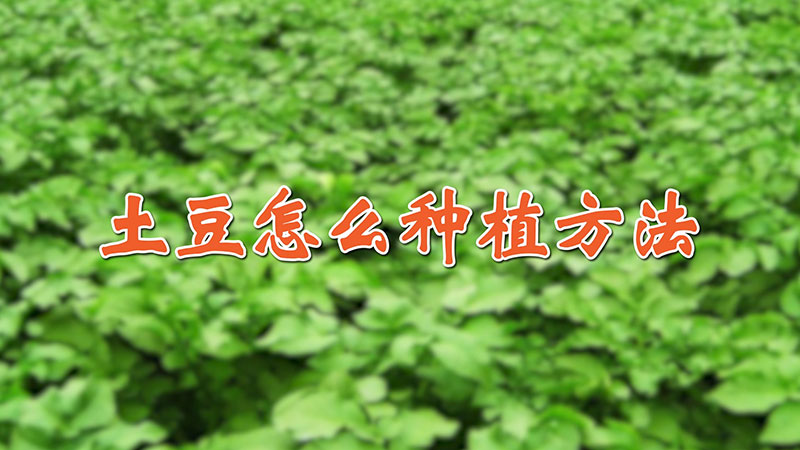 土豆怎么种植方法