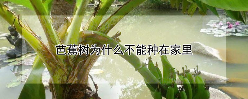 芭蕉树为什么不能种在家里