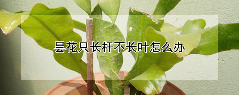 昙花只长杆不长叶怎么办