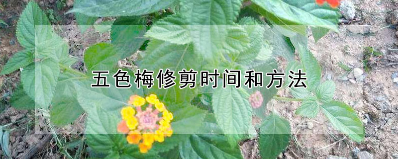 五色梅修剪时间和方法