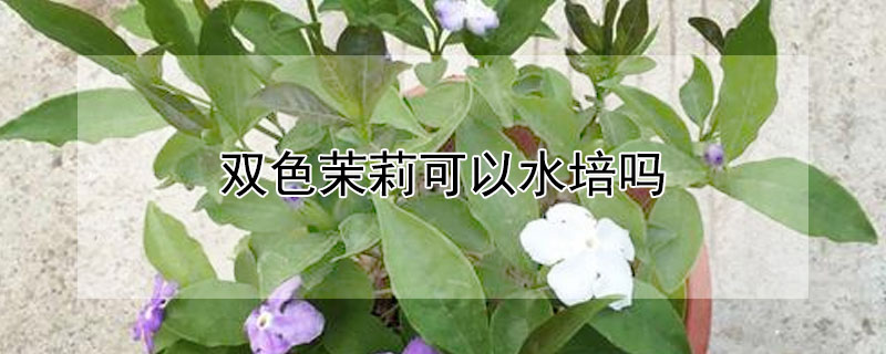 双色茉莉可以水培吗