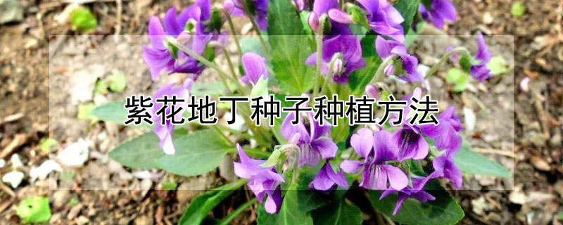 紫花地丁种子种植方法