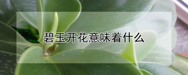 碧玉开花意味着什么