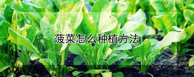 菠菜怎么种植方法