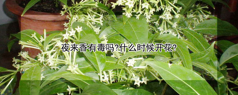 夜来香有毒吗?什么时候开花?