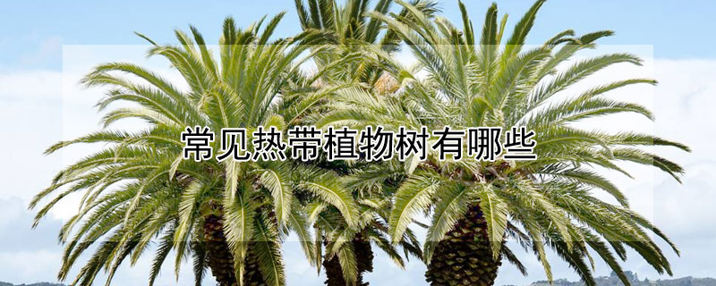 常见热带植物树有哪些