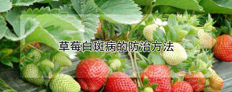 草莓白斑病的防治方法 —【发财农业网】