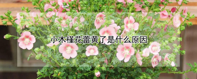 小木槿花蕾黄了是什么原因