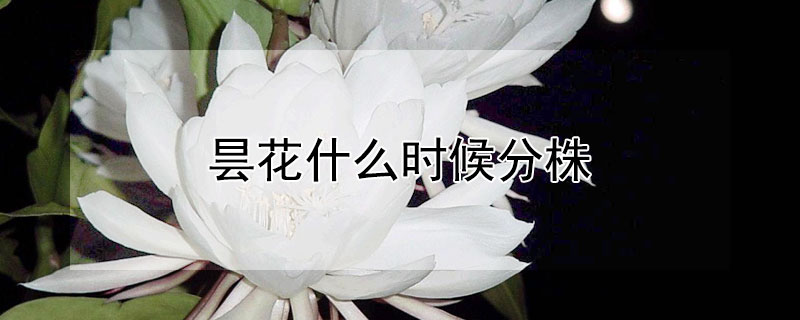 昙花什么时候分株