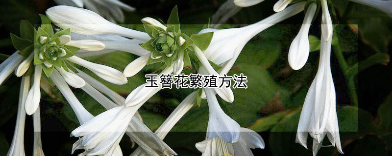 玉簪花繁殖方法