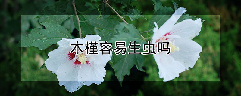 木槿容易生虫吗