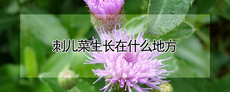 刺儿菜生长在什么地方