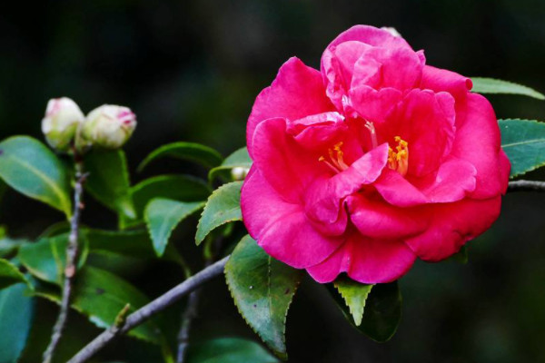 茶梅花怎么养殖方法