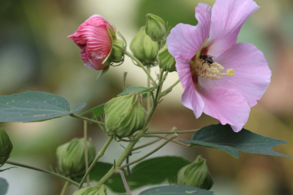 木芙蓉的养殖方法和注意事项