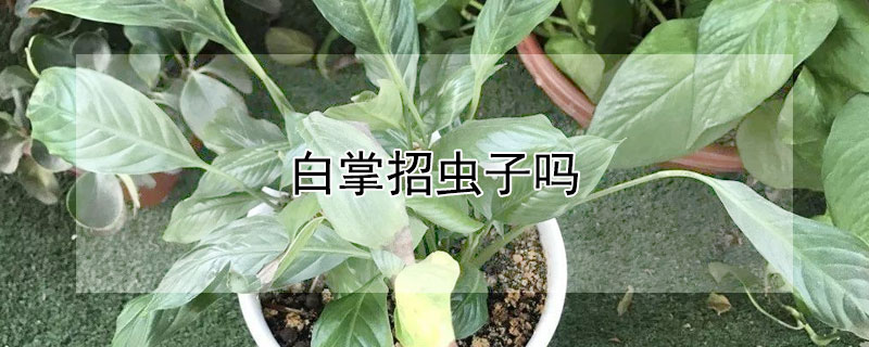 白掌招虫子吗