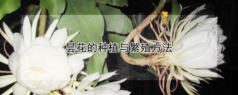 昙花的种植与繁殖方法