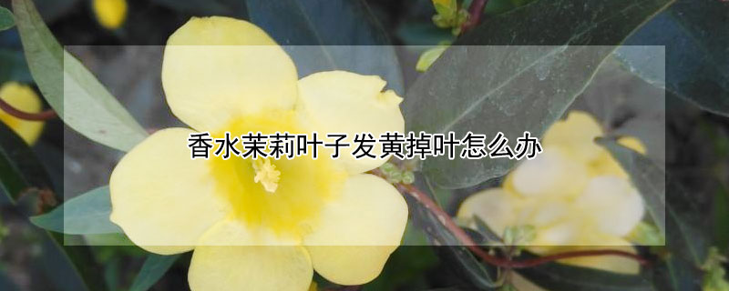 香水茉莉叶子发黄掉叶怎么办