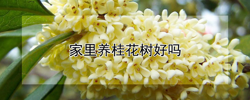 家里养桂花树好吗