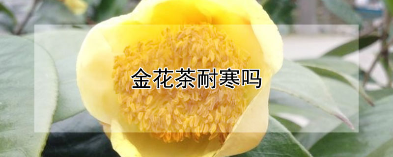 金花茶耐寒吗