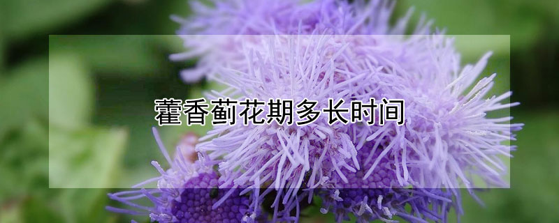 藿香蓟花期多长时间