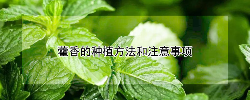 藿香的种植方法和注意事项