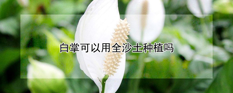 白掌可以用全沙土种植吗