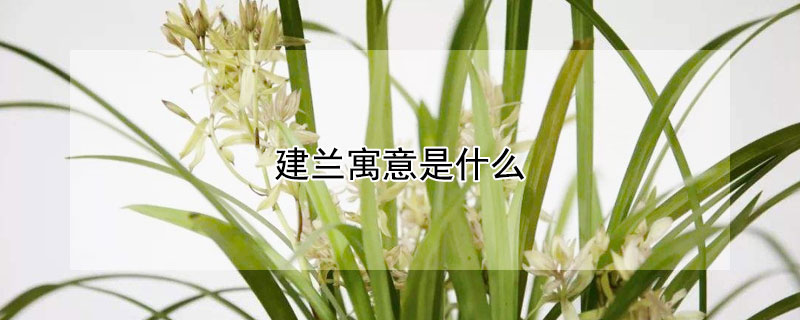 建兰寓意是什么