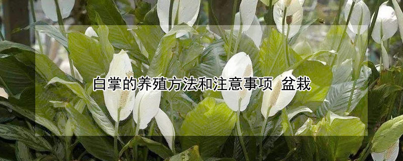 白掌的养殖方法和注意事项 盆栽