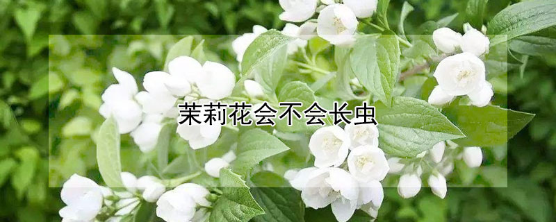 茉莉花会不会长虫