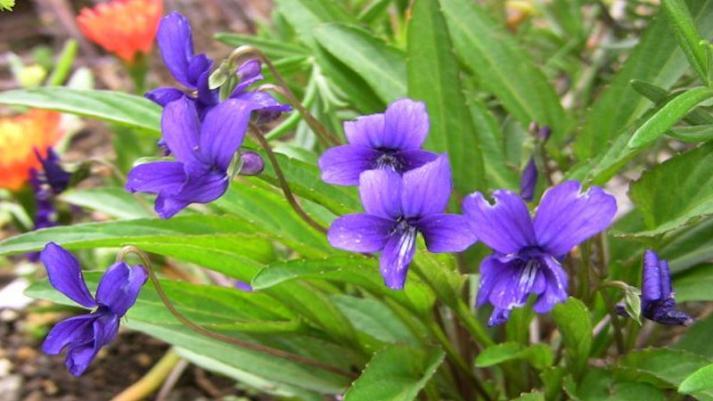 紫花地丁的养殖方法和注意事项