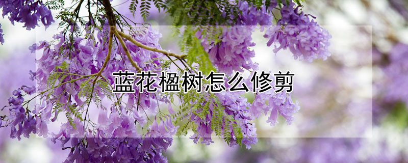 蓝花楹树怎么修剪