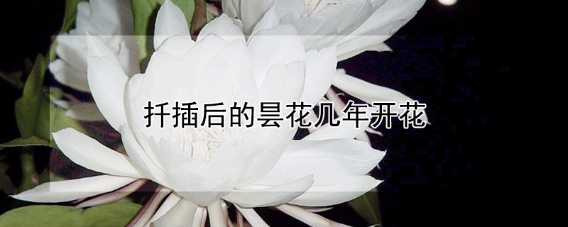 扦插后的昙花几年开花