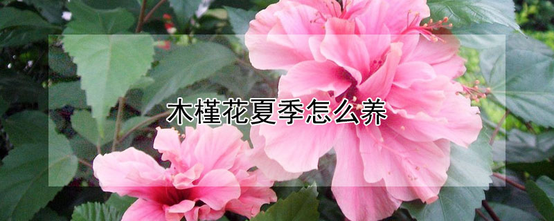 木槿花夏季怎么养