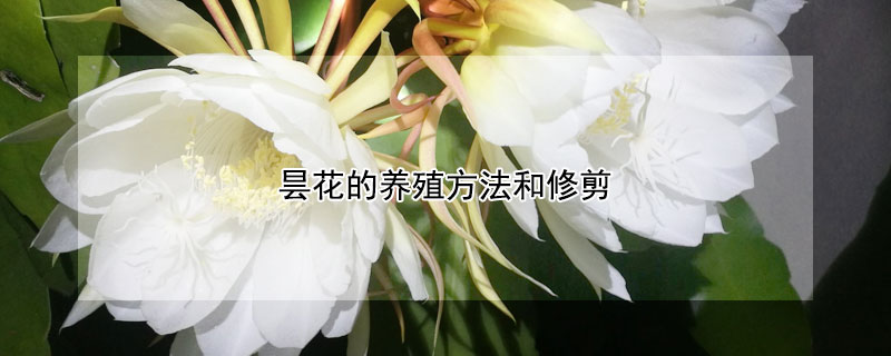 昙花的养殖方法和修剪