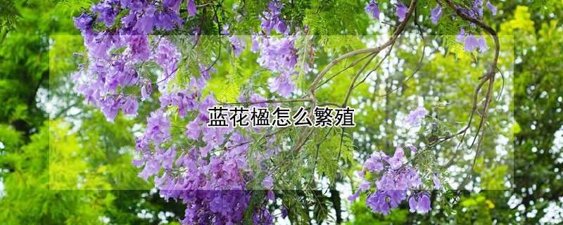 蓝花楹怎么繁殖