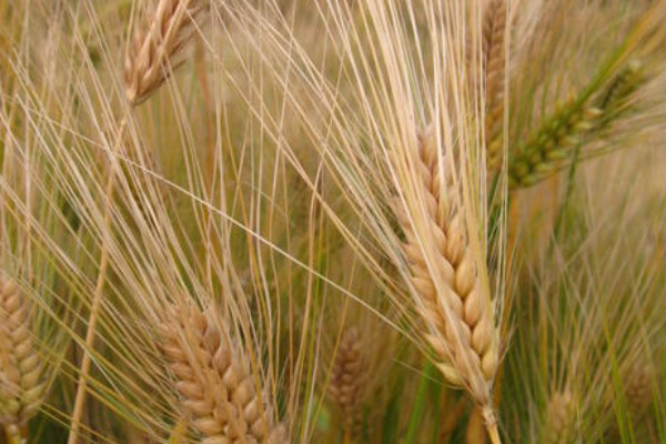 大麦的寓意和象征