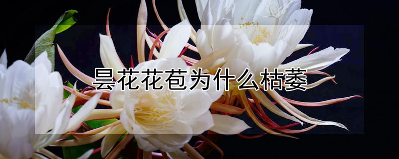 昙花花苞为什么枯萎