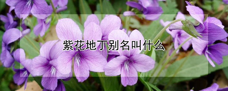 紫花地丁别名叫什么