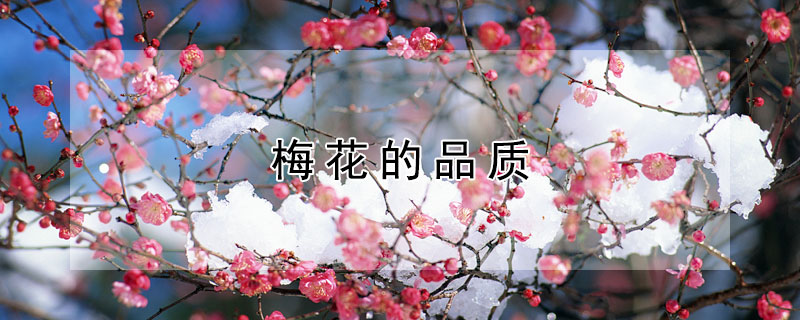 梅花的品质