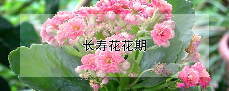 长寿花花期